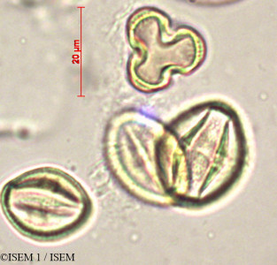 Maerua crassifolia - lame n° 19847